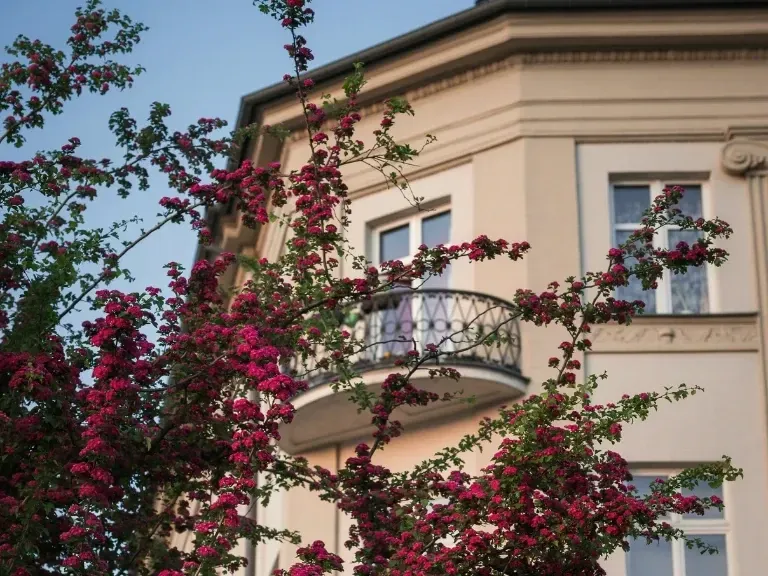 Apartament z balkonem, kwitnące drzewo w Krakowie
