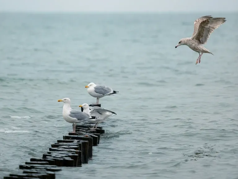 Zbliżenie na fale, morze i plaża, zachód słońca
