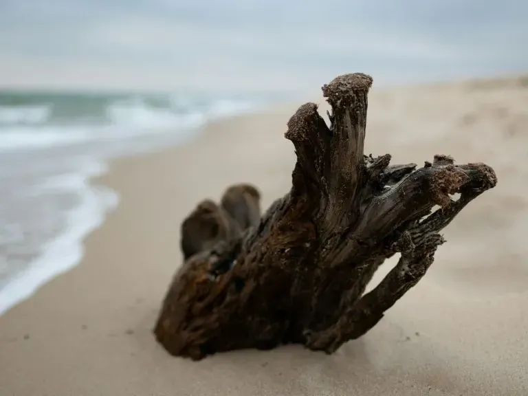 Dębki konar na plaży