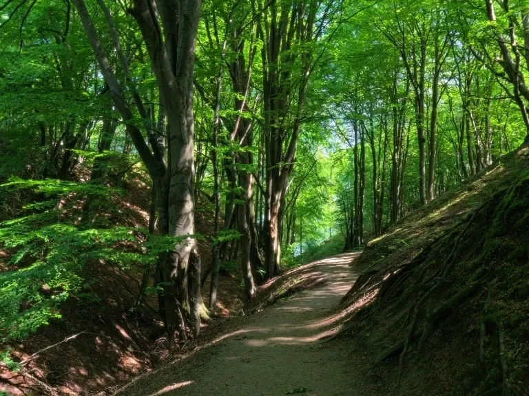 Jastrzębia Góra, las