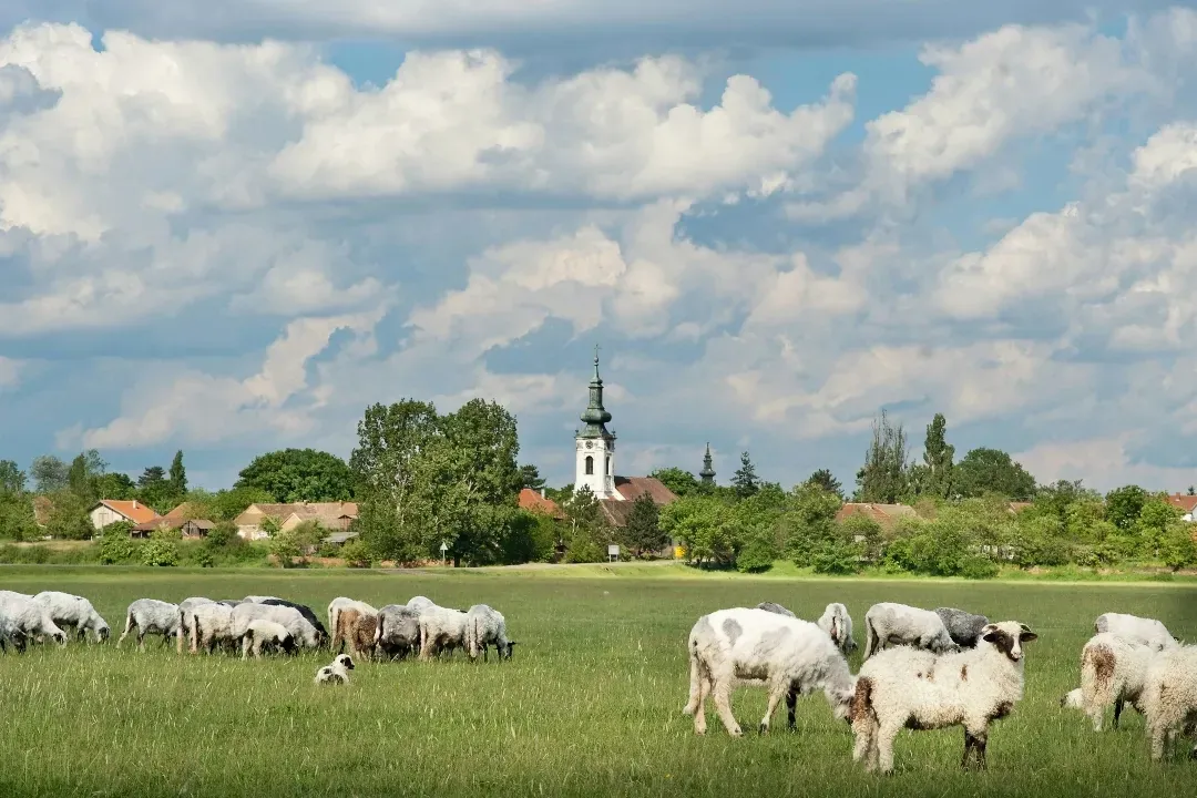 Owieczki na polu w Żywcu