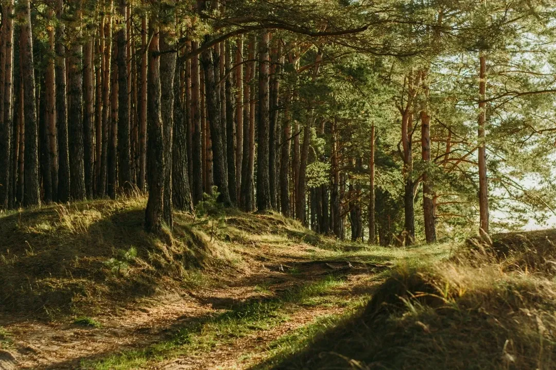 Las piękny słoneczny kochany