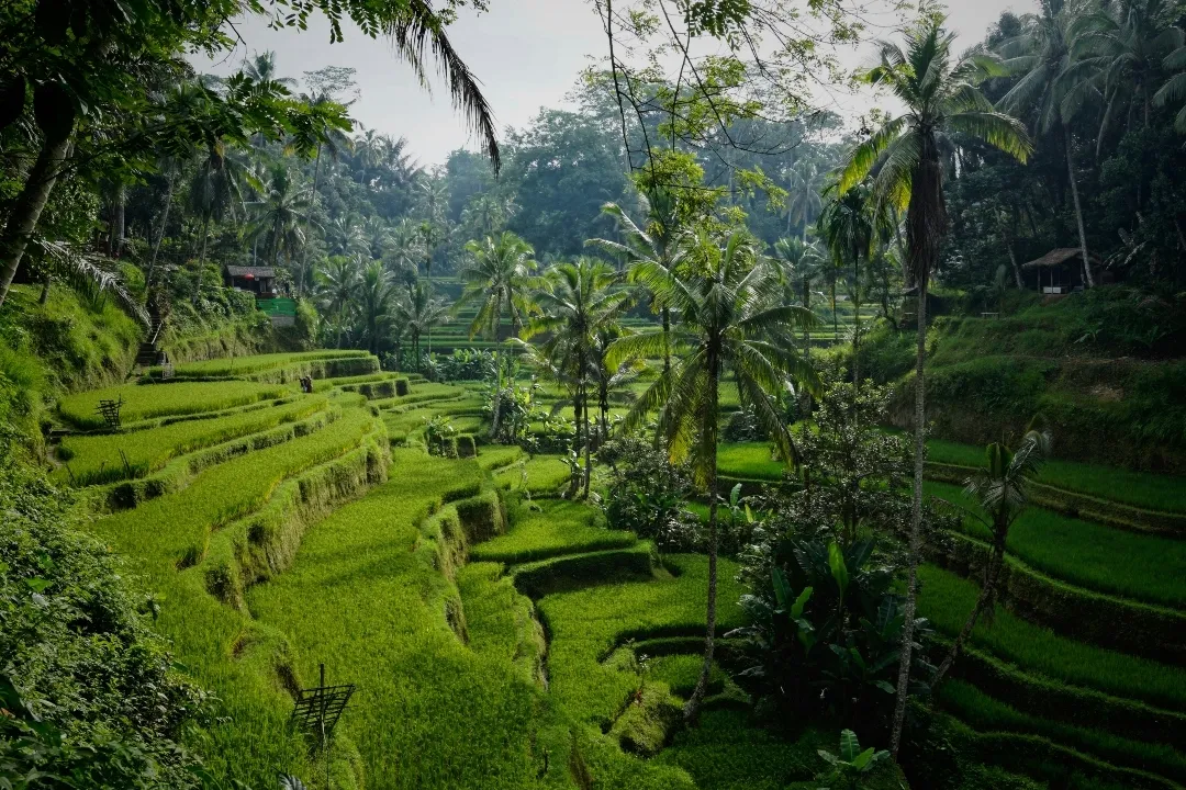 Dziki busz na Bali